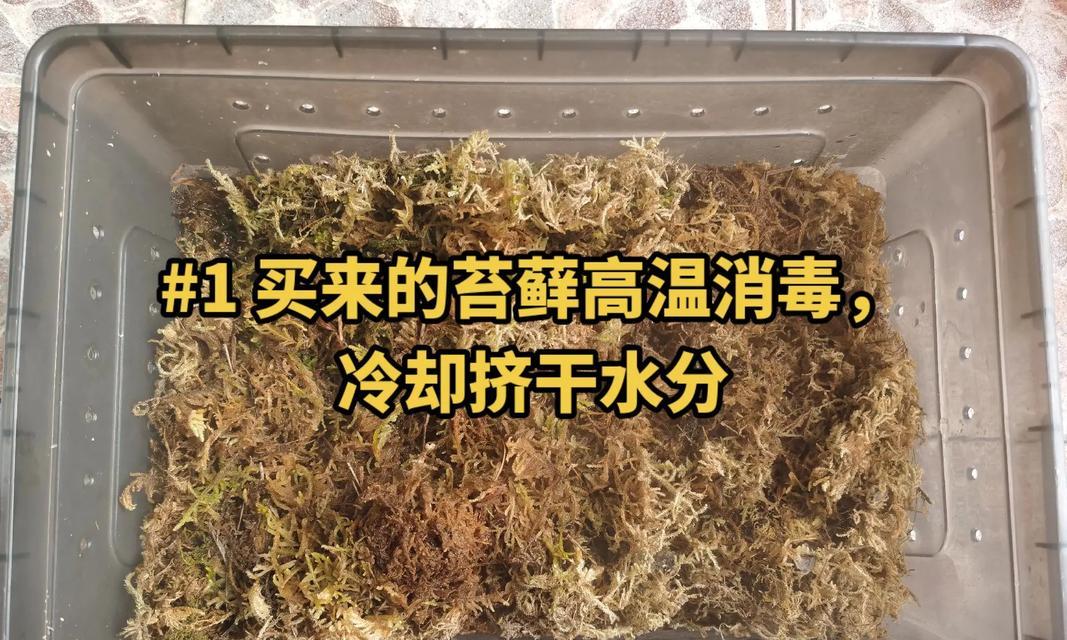 怎么用苔藓冬眠植物呢？方法和注意事项是什么？
