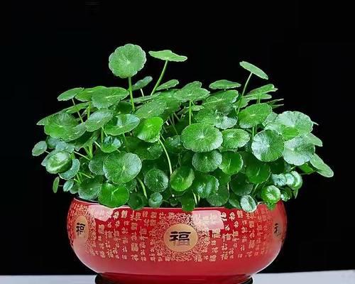 室内大型植物市场上有哪些热门品种？如何选择适合的植物？