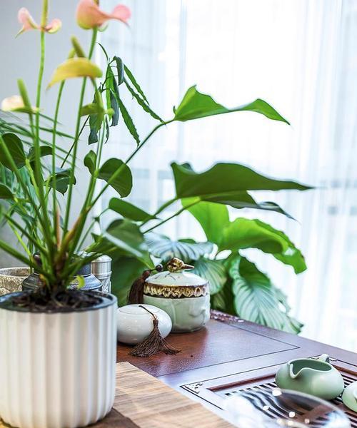 室内大型植物市场上有哪些热门品种？如何选择适合的植物？