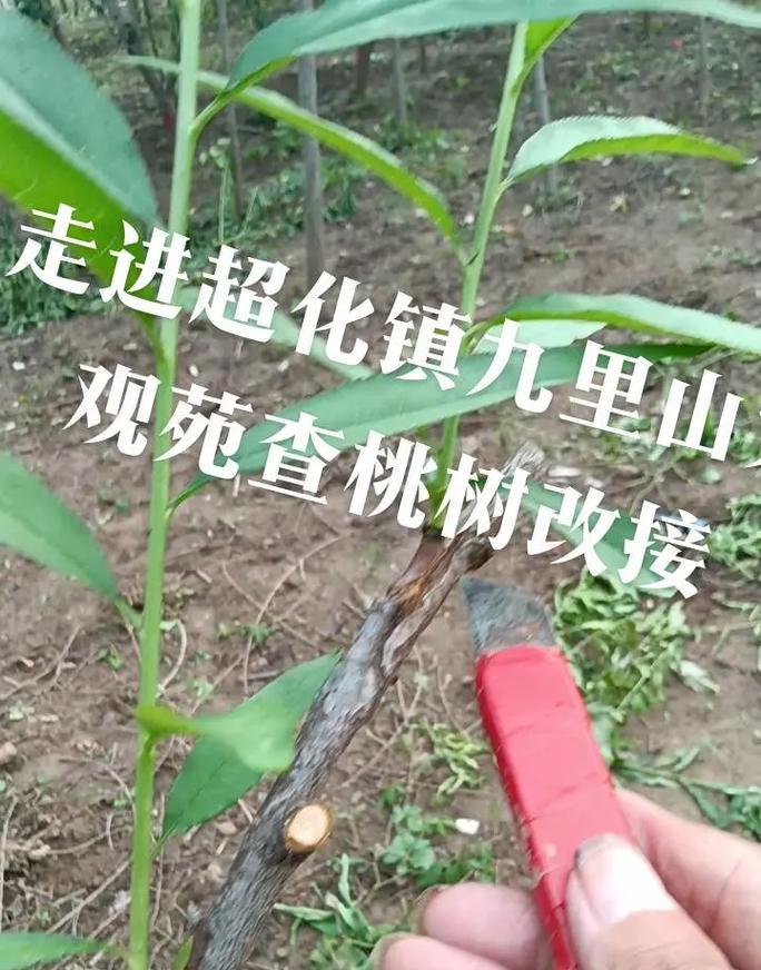 如何正确嫁接桃树？