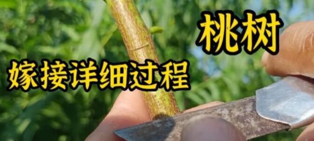 如何正确嫁接桃树？
