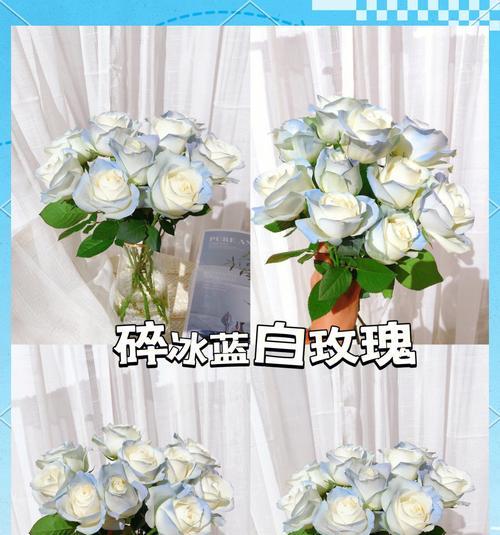 玫瑰花除了爱情还有什么寓意？它在不同场合代表什么？