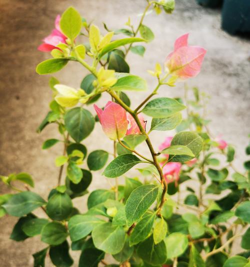 盆沿种植哪些花卉更合适？盆沿花卉选择有哪些注意事项？