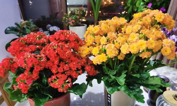 盆沿种植哪些花卉更合适？盆沿花卉选择有哪些注意事项？