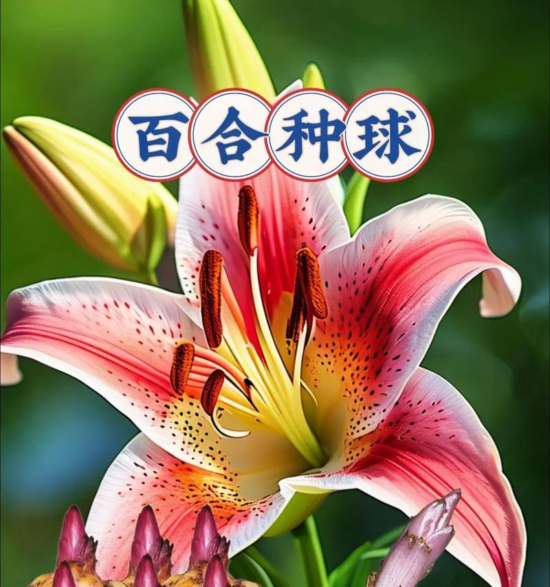 哪些花卉品种适合做圆球造型？如何修剪？