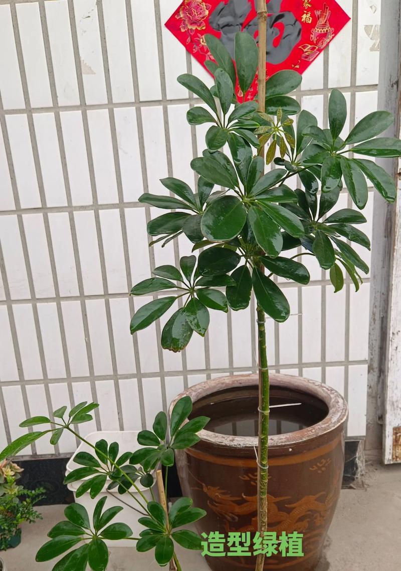 哪些花卉品种适合做圆球造型？如何修剪？
