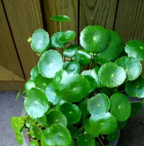 扇子摆放植物有什么讲究？如何摆放才能促进植物生长？