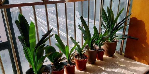 扇子摆放植物有什么讲究？如何摆放才能促进植物生长？