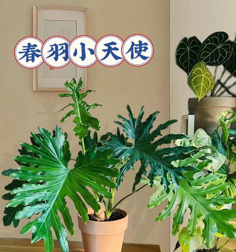 植物小天使养护方法有哪些？如何保持其健康生长？