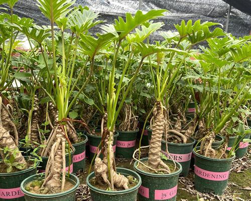 植物小天使养护方法有哪些？如何保持其健康生长？