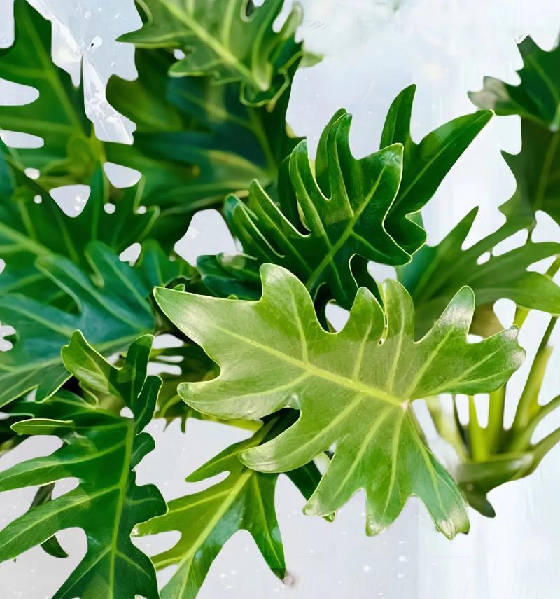 植物小天使养护方法有哪些？如何保持其健康生长？