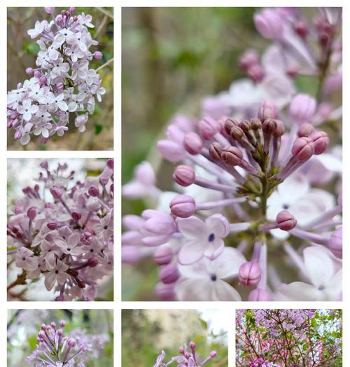 丁香花的花语是什么？这种花在传统中代表了什么？