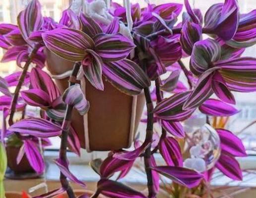 高档大型绿植花卉有哪些选择？它们的养护要点是什么？