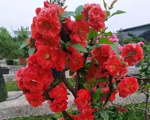 高档大型绿植花卉有哪些选择？它们的养护要点是什么？