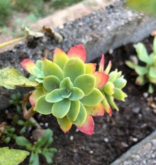哪些植物能自然过冬？它们的养护要点是什么？
