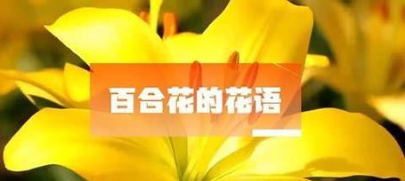 红橙色百合花的花语是什么？它象征着什么？