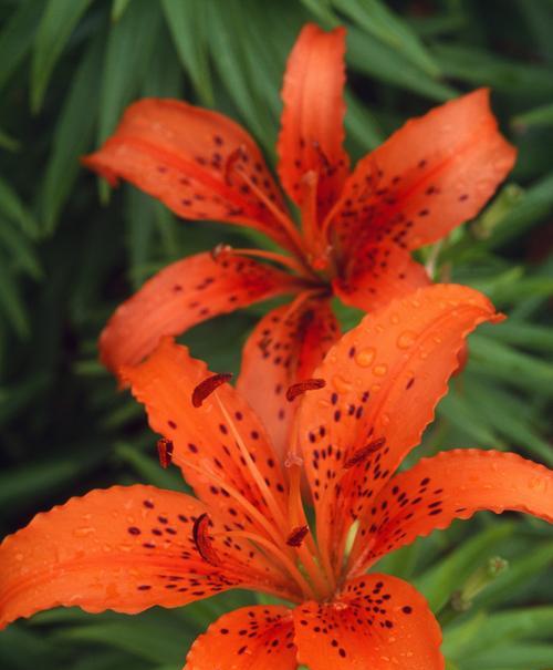 红橙色百合花的花语是什么？它象征着什么？