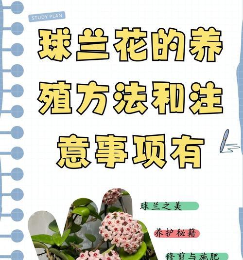 无需养殖的花卉品种有哪些？它们的养护方法是什么？