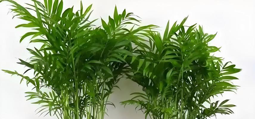 凤尾竹花卉象征着什么意义？