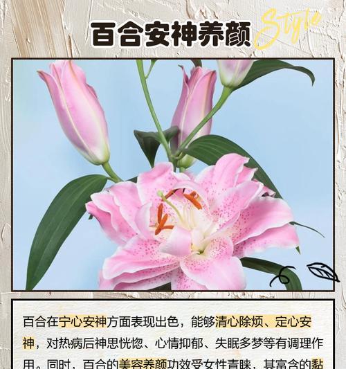 古福百合标签的含义是什么？它象征着什么？