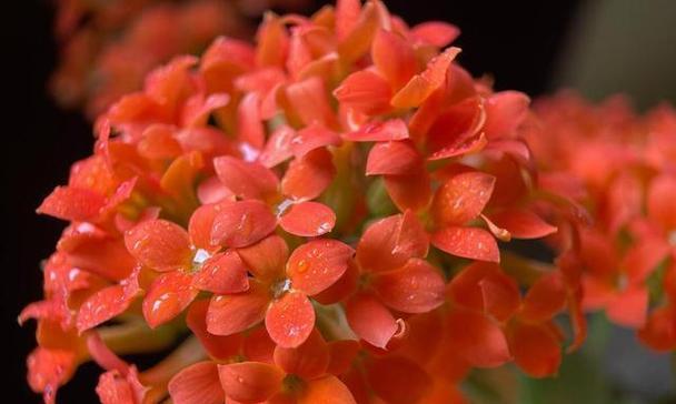 室内适合种植哪些红色植物花卉？它们的养护要点是什么？
