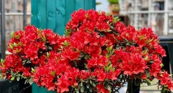 室内适合种植哪些红色植物花卉？它们的养护要点是什么？