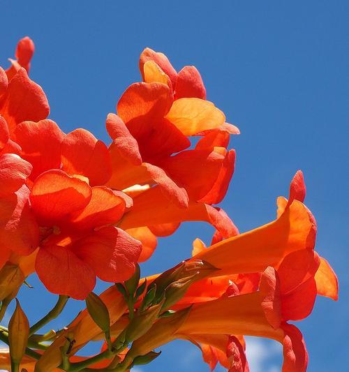室内适合种植哪些红色植物花卉？它们的养护要点是什么？
