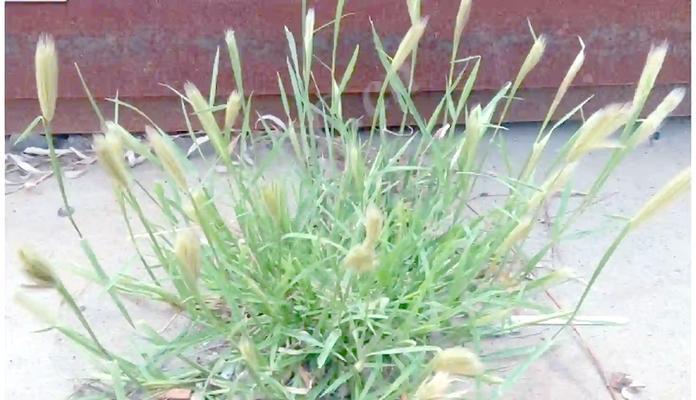 虎尾植物的特征是什么，如何养护？