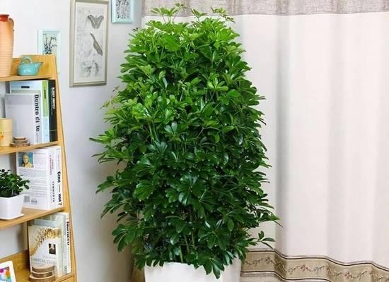 屋内养殖花卉需要注意什么？