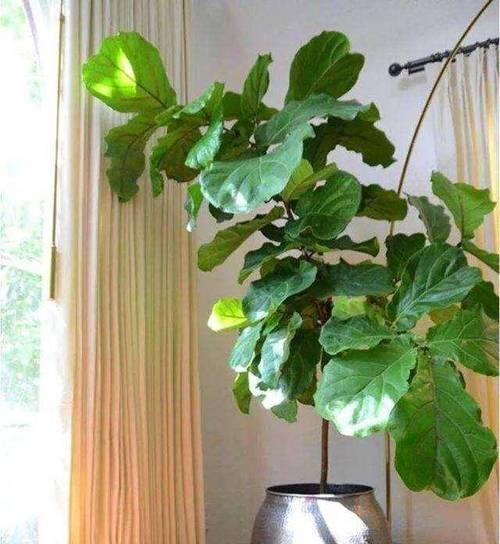 屋内养殖花卉需要注意什么？