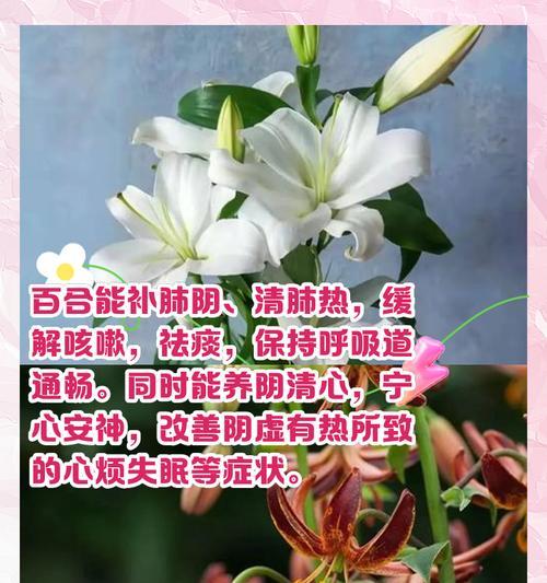 百合花多朵一起送有什么特别含义？百合花数量与意义的关系是什么？