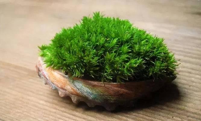 苔藓类植物有哪些种类？它们的养护方法有何不同？