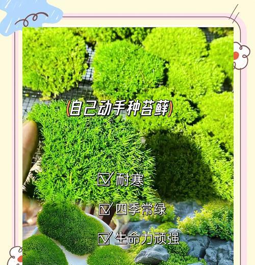 苔藓类植物有哪些种类？它们的养护方法有何不同？