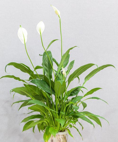 哪些植物具有象征意义？植物象征着什么？