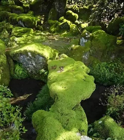 苔藓类植物有哪些种类？它们的养护方法有何不同？