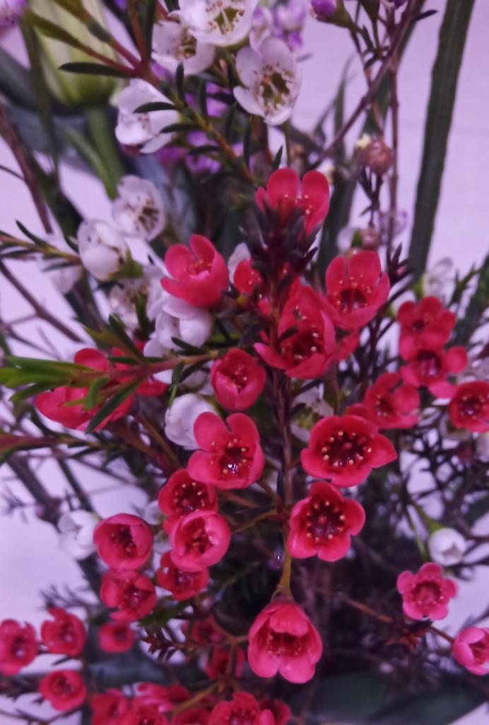 百合腊梅的养护管理技巧有哪些？
