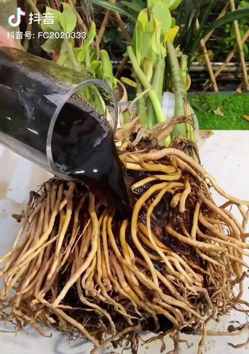 花卉黑水的作用有哪些方面？如何正确使用花卉黑水？