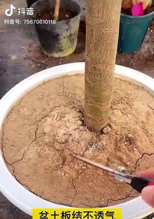 花卉黑水的作用有哪些方面？如何正确使用花卉黑水？