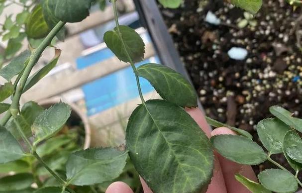 植物黄叶是缺什么？如何判断植物是否缺素？