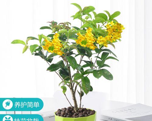 阳台桂花盆栽如何养护？需要注意哪些事项？