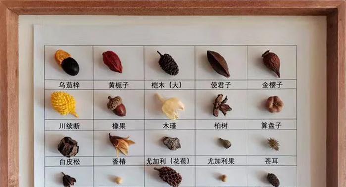 红豆花卉通常象征着什么？
