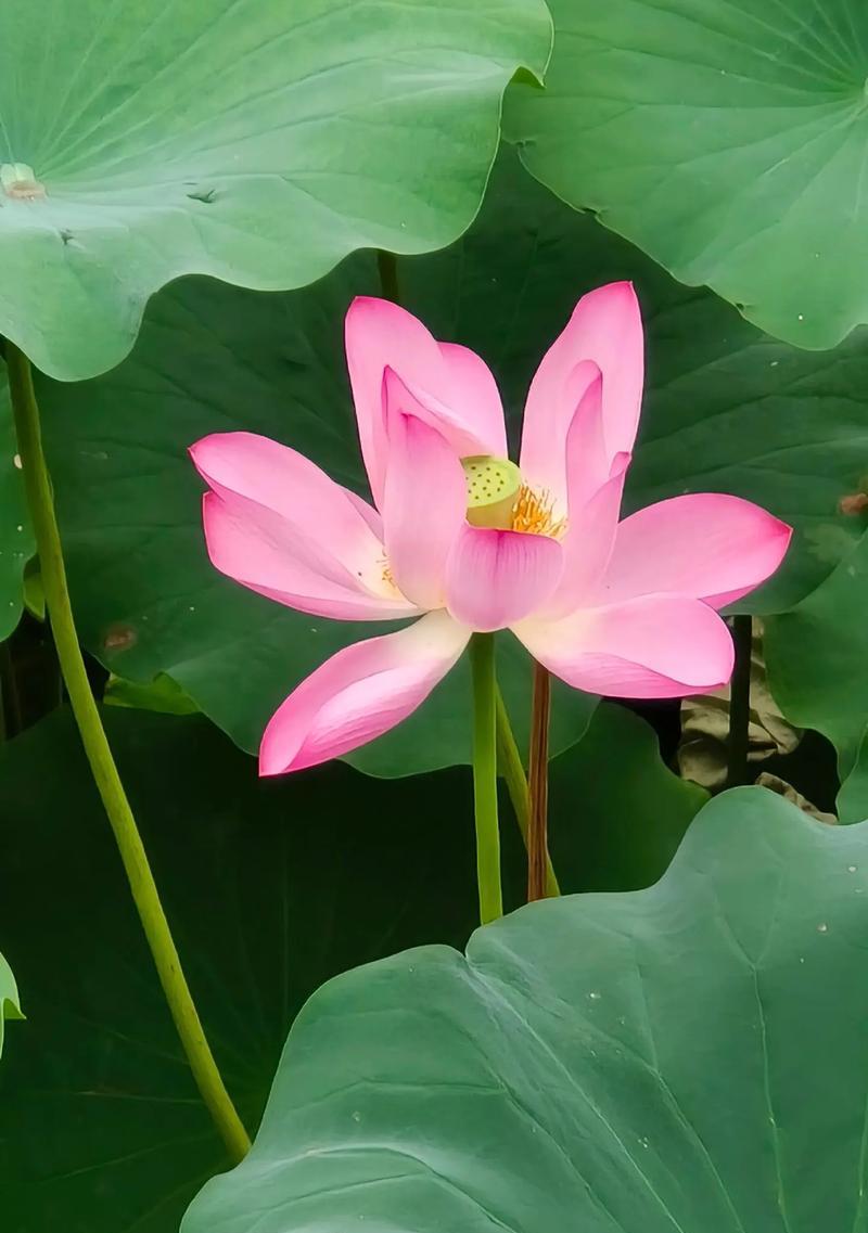 粉荷花花语是什么？粉荷花在花语中象征着什么？