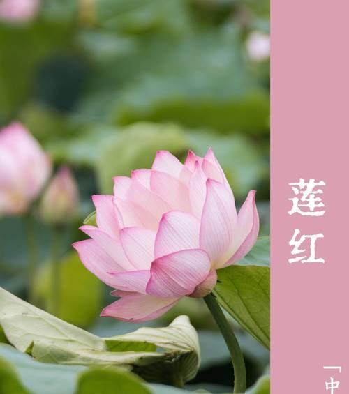 粉荷花花语是什么？粉荷花在花语中象征着什么？