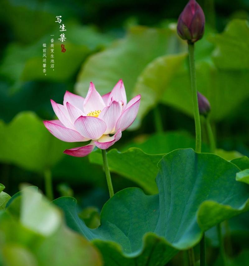 粉荷花花语是什么？粉荷花在花语中象征着什么？