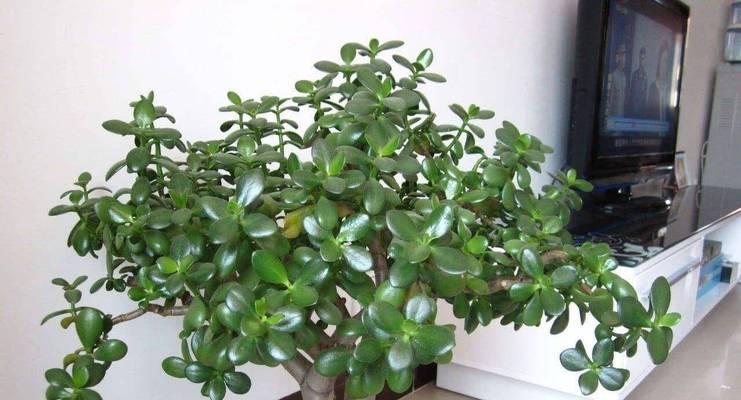 细叶植物有哪些种类？它们的养护方法是什么？