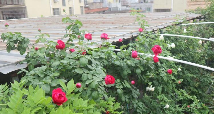 红龙花怎么种植盆栽的？需要哪些步骤？