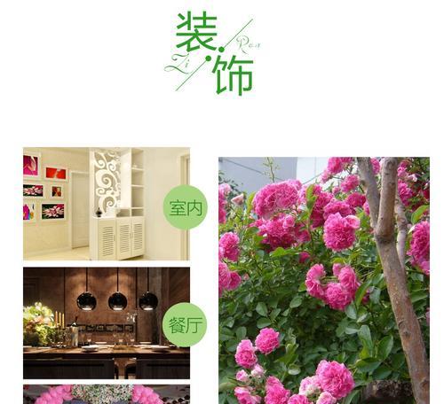 红龙花怎么种植盆栽的？需要哪些步骤？