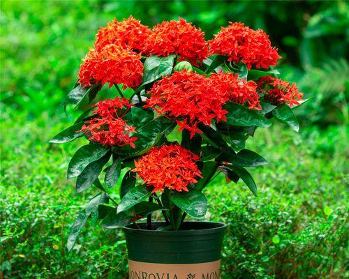 红龙花怎么种植盆栽的？需要哪些步骤？