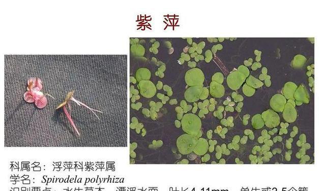 水生植物有哪些种类？它们的生长环境有何特点？