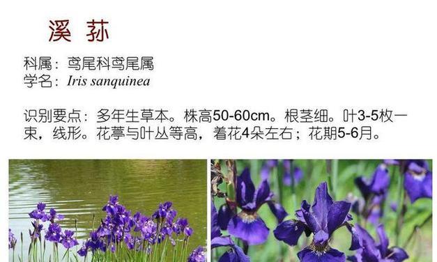 水生植物有哪些种类？它们的生长环境有何特点？